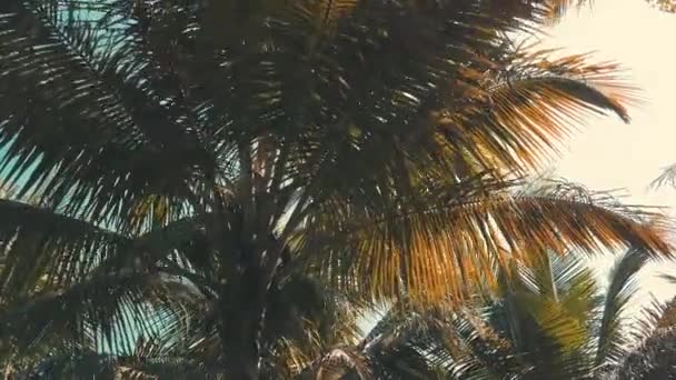 Palmeiras. Olhando para palmeiras em um dia ensolarado — Vídeo de Stock