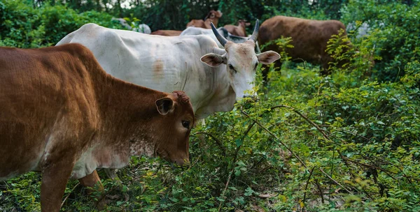 The young cows eats a grass on a sunny day. — Stock Photo, Image