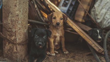 Hurdalıkta evsiz köpek yavruları.