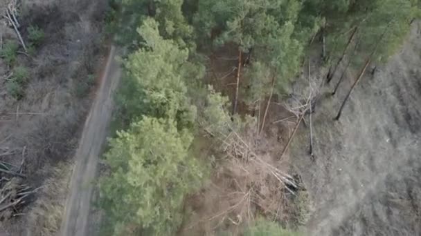 Road Winter Snow Covered Trees Aerial View – Stock-video