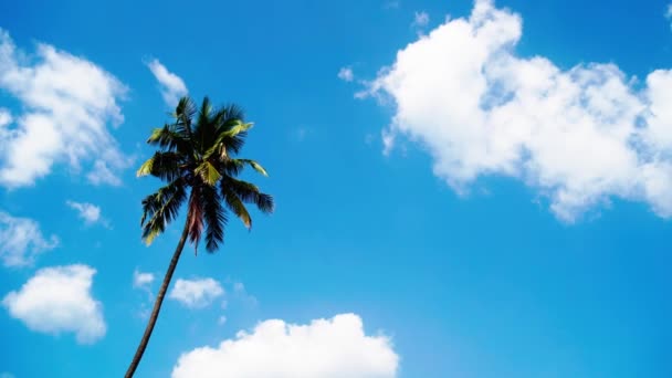 Palmetræet på baggrunden en solrig blå himmel med de hvide skyer. – Stock-video