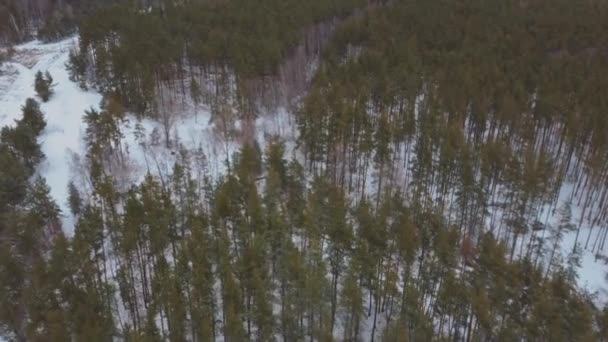 寒い冬の森 冬の森の空中風景 — ストック動画