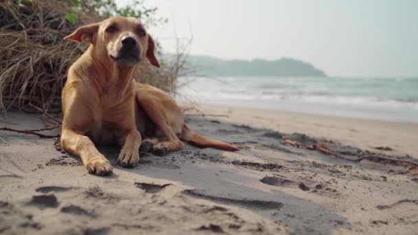 Um cão em uma bela praia tropical ao sol — Vídeo de Stock