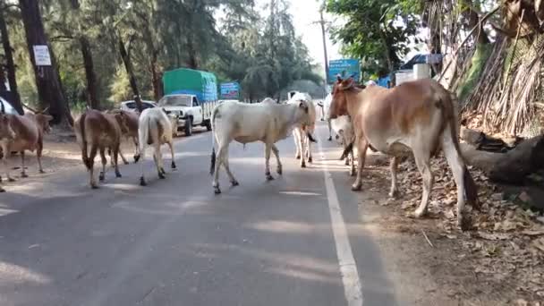 Morjim, Hindistan 14 Aralık 2019: Bir grup inek yolda yürüyor. İnekler yolda yürüyor. — Stok video