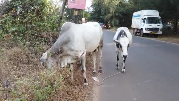 Morjim, Indien 14. Dezember 2019: Eine Gruppe Kühe läuft auf der Straße. Kühe laufen auf der Straße — Stockvideo