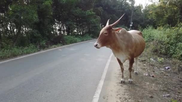 Корова идет по дороге в солнечный летний день. Коровья прогулка по дороге, снятая в Индии — стоковое видео