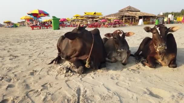 Morjim, India 2019 년 12 월 14 일 : Cows lies on a beach in India. 바다 근처 해변에서 쉬고 있는 소들 — 비디오