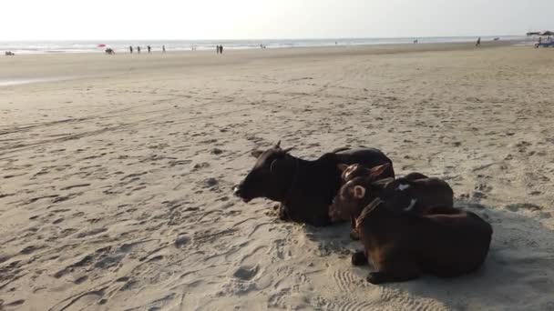 Morjim, Indie 14. prosince 2019: Krávy leží na pláži v Indii. Krávy odpočívající na pláži u oceánu — Stock video