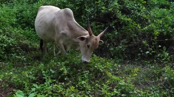 Die junge Kuh frisst an einem sonnigen Tag Gras. — Stockvideo