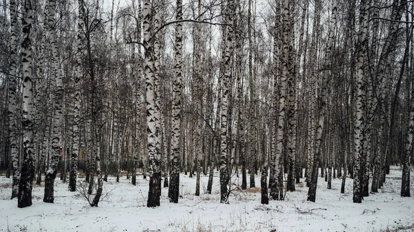 Uma bela paisagem de bosque de vidoeiro na temporada de inverno. — Fotografia de Stock