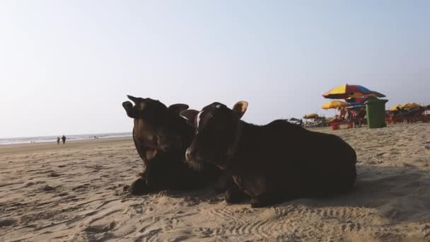 Cows Beach India Cows Resting Beach Goa — Stock Video