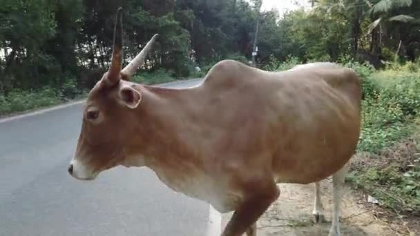 Uma vaca está caminhando ao longo da estrada em um dia de verão ensolarado. Vaca andando na estrada, filmada na Índia — Vídeo de Stock