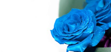 Beyaz arka planda klasik mavi güller.