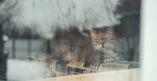 Chat se reposant derrière la fenêtre à la maison. Chat mignon couché sur le dos du canapé derrière la fenêtre et se reposant à la maison le jour tranquille — Photo