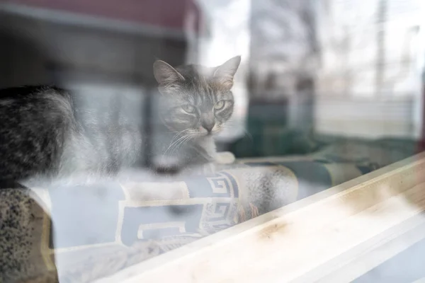 Cat resting behind window at home. Cute cat lying on back of sofa behind window and resting at home on tranquil day