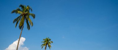 Arka plandaki palmiye ağacı beyaz bulutlu güneşli mavi bir gökyüzü..