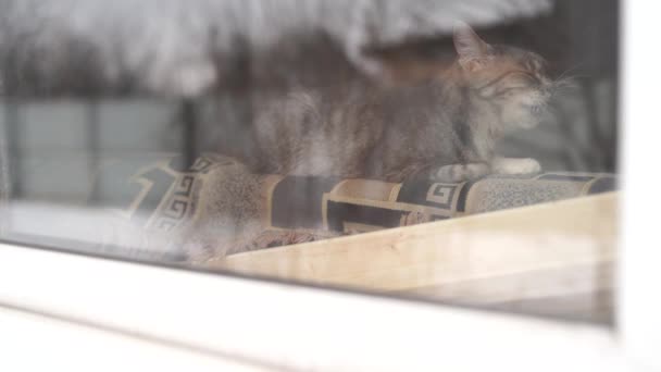 Gato descansando detrás de la ventana en casa. Lindo gato acostado en la parte posterior del sofá detrás de la ventana y descansando en casa en un día tranquilo — Vídeo de stock