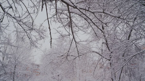 Winter im Wald. Winter-Mischwälder mit Raureif bedeckt. Winterliche Landschaft. — Stockfoto