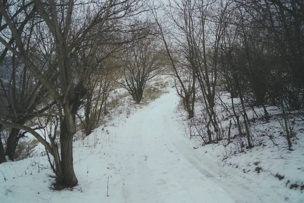 Inverno na floresta. Inverno floresta mista coberta por neve hoarfrost. Paisagem vinícola . — Fotografia de Stock