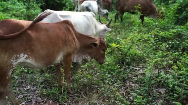 Um touro grande com chifres enormes come uma grama em um dia ensolarado . — Vídeo de Stock