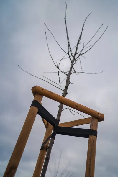 Молодое Дерево Связано. Недавно посаженные деревья, с тремя кольями для поддержки. саженец молодого дерева, подпираемый и поддерживаемый деревянными перекладинами и привязанный лентой . — стоковое фото