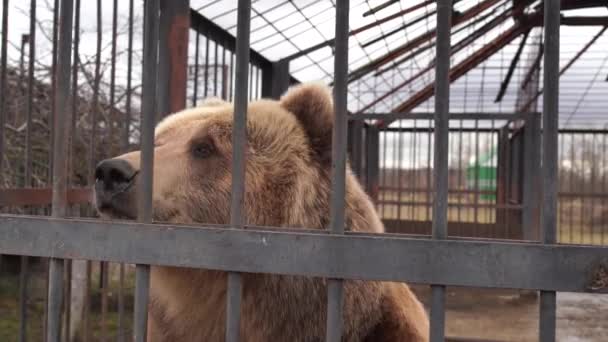 Hayvanat bahçesindeki kafeste kahverengi ayı. Hayvanat bahçesi kafesini yakalayan büyük üzgün boz ayı kasvetli bir günde metal parmaklıklardan kameraya bakıyor. — Stok video