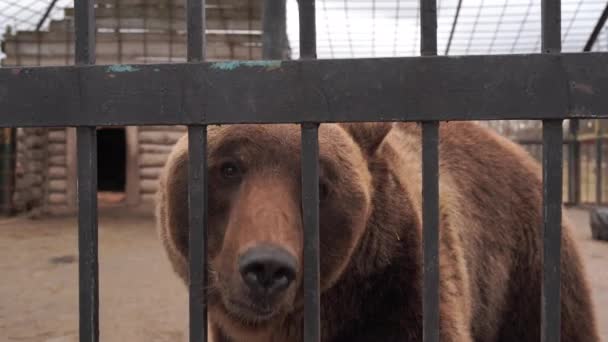 Бурый медведь за решеткой в клетке зоопарка. Большой расстроенный бурый медведь при захвате клетки зоопарка смотрит в камеру через металлические решетки в мрачный день — стоковое видео