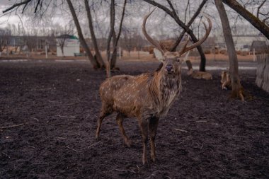 Lunaparktaki banklı ahşap masa. Kasvetli sonbahar gününde boş parklarda logaritmalı teras ve banklar