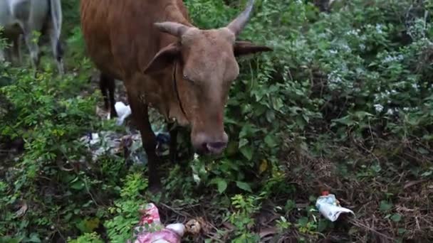 Die junge Kuh frisst an einem sonnigen Tag Gras. — Stockvideo