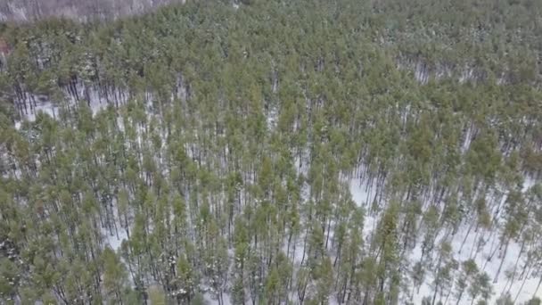 Vinter i skogen. Vinterblandad skog täckt av snörimfrost. Vinterlandskap. — Stockvideo