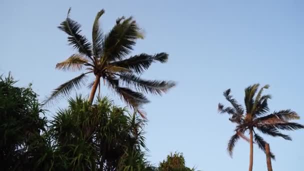 Palmy na tle słoneczne błękitne niebo z białymi chmurami. — Wideo stockowe