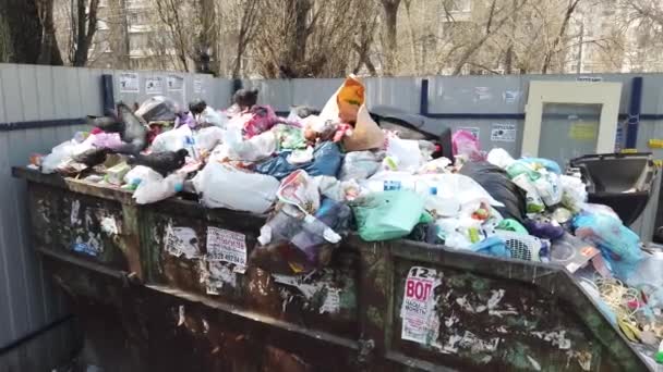 Moscou, Rússia - 8 de abril de 2019: Pombos em uma lixeira à procura de comida. Pássaros famintos procuram comida em uma lata de lixo em uma rua da cidade — Vídeo de Stock