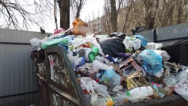 Moskau, Russland - 8. April 2019: Tauben in einem Müllcontainer auf Nahrungssuche. Hungrige Vögel suchen in einem Mülleimer auf einer Straße in der Stadt nach Nahrung — Stockvideo