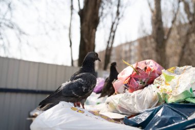 Çöplükte yemek arayan güvercinler. Aç kuşlar şehirdeki bir çöp tenekesinde yiyecek arıyorlar.