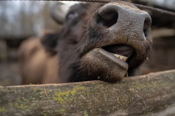 Close up of buffalos jaw in enclosure. Curious bull in preserve park. — Stock Photo, Image