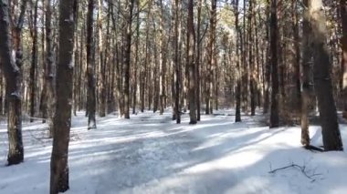 Kış ormanında yürü. En uzun çam, karla kaplı ağaç gövdeleri.