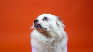 Turuncu arka planda geniş mavi gözlü komik küçük beyaz köpek.