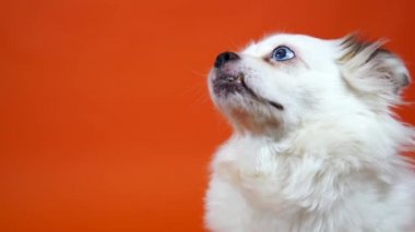 Turuncu arka planda geniş mavi gözlü komik küçük beyaz köpek.
