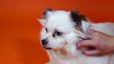 Köpeği okşamak. Köpeğini okşayan bir kadın, yakın plan. Büyük mavi gözlü komik beyaz bir köpek turuncu bir arka planda yatıyor.