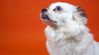 Turuncu arka planda geniş mavi gözlü komik küçük beyaz köpek.