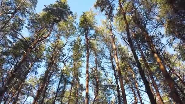 Berjalan melalui hutan. Tinggi pinus terhadap langit biru, melihat dari bawah — Stok Video