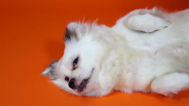 Een grappig klein wit hondje met grote blauwe ogen ligt op een oranje achtergrond — Stockvideo