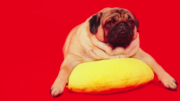 Krásný pug leží na žlutém polštáři. Roztomilý pes odpočívá na červeném pozadí. — Stock video