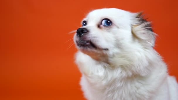 Grappig klein wit hondje met brede blauwe ogen op een oranje achtergrond — Stockvideo