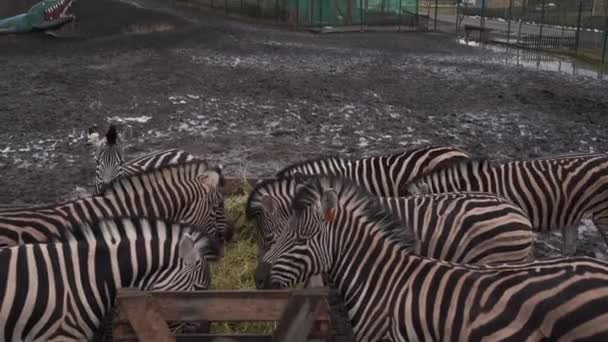 Stádo zebry stojící na špinavé půdě poblíž krmítka se senem v ohradě. Proužkované zebry jedí seno v parku. — Stock video