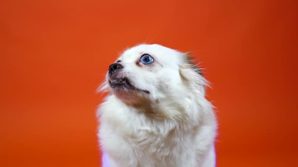 滑稽的白色小狗，大大的蓝眼睛，橙色背景 — 图库视频影像