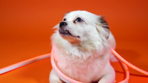 Grappig klein wit hondje met brede blauwe ogen op een oranje achtergrond. Het huisdier is gehuld in neon lichten. — Stockvideo