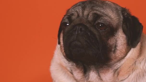 Ein schöner Mops sitzt auf orangefarbenem Hintergrund. — Stockvideo