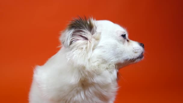 Rolig liten vit hund med breda blå ögon på en orange bakgrund — Stockvideo