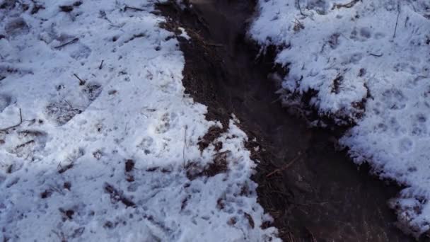 春の概念。冬の季節に流れます。春になると。地面に雪が降っている。木々の間を流れる小川. — ストック動画